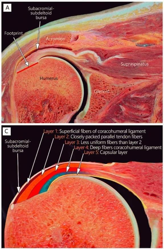Anatomia ścięgna mięśnia podgrzebieniowego